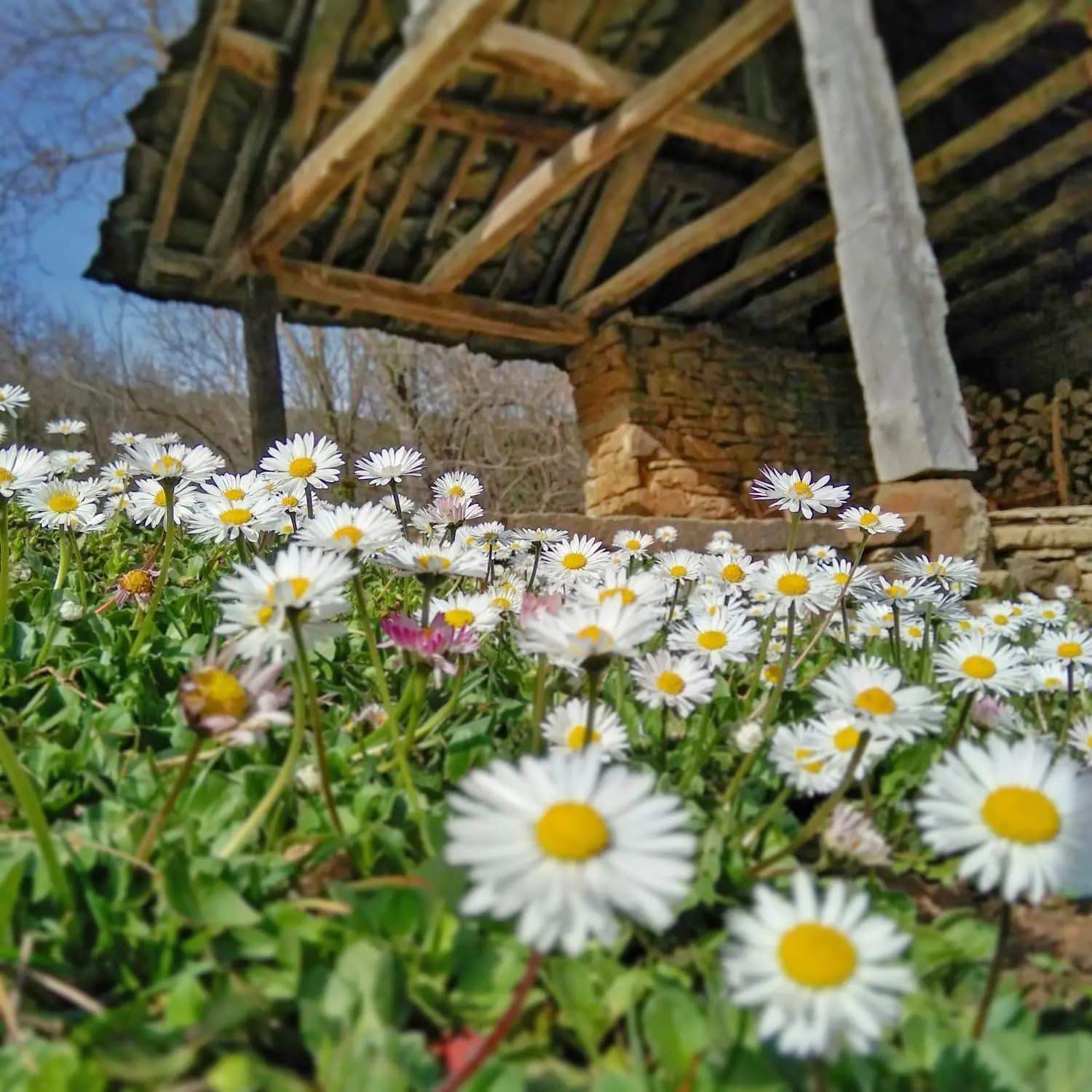 Authentic Bulgarian House - Karashka Villa Apriltsi  Exterior photo